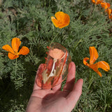 WINONA IRENE - California Poppy Claw