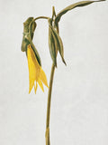 The Quiet Botanist - Golden Finch - Botanical Matches