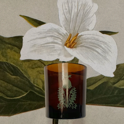 The Quiet Botanist - 426 Candle - The Scent of our Store.