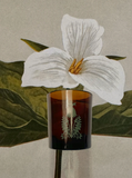 The Quiet Botanist - 426 Candle - The Scent of our Store.