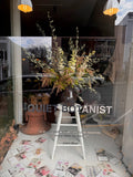 The Quiet Botanist - 426 Candle - The Scent of our Store.
