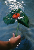 Flamingo Estate Tomato Glass Hand Soap